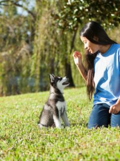 An Introduction To Heel Training For Puppies