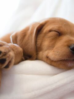 How Do I Get My Puppy To Sleep Through The Night Top Tips And Tricks