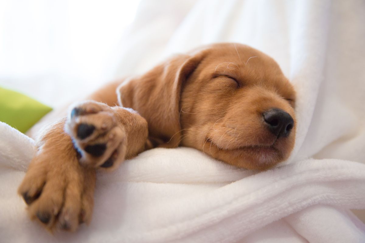 How Do I Get My Puppy To Sleep Through The Night? Top Tips And Tricks