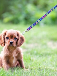 How To Teach Your Puppy To Walk On Leash (All You Need To Know)