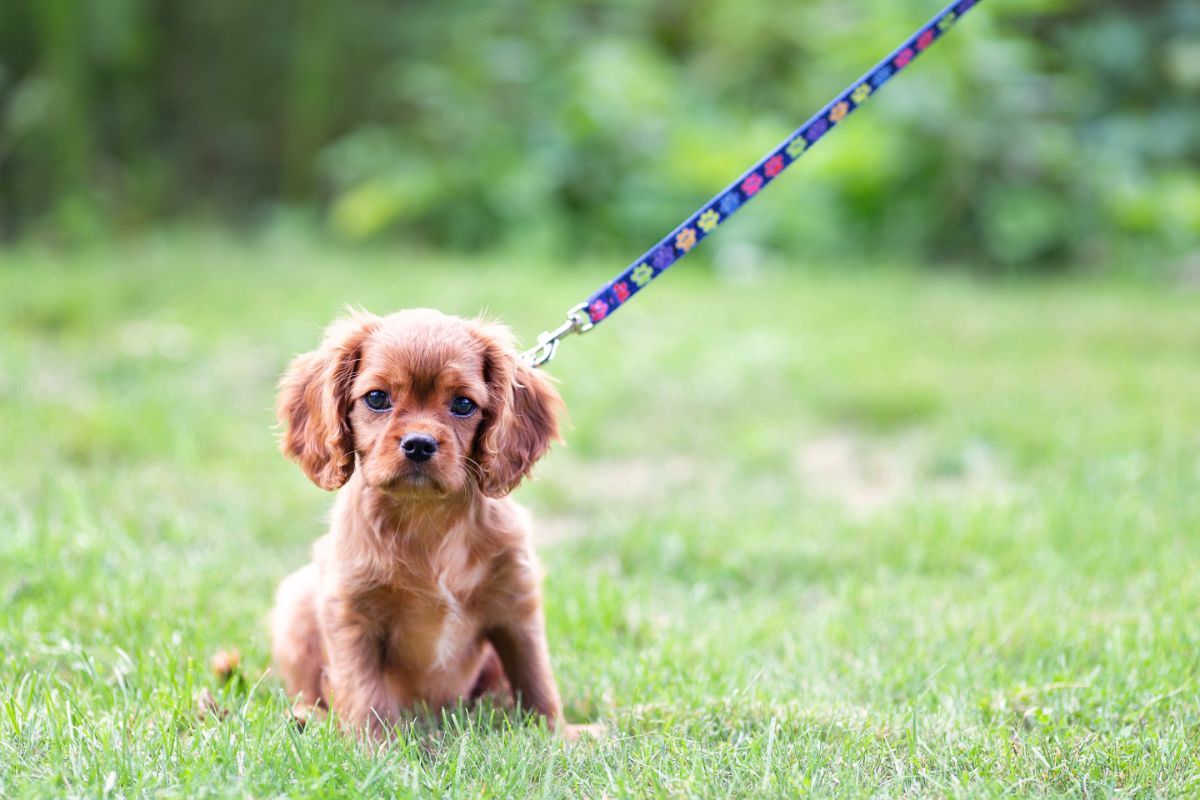 When to teach puppy hotsell to walk on leash