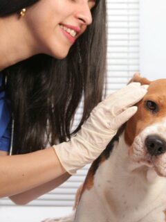 Natural Treatment To Treat Dog Ear Yeast Infection