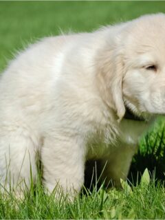 Potty Training Your Puppy: 12 Excellent Tips