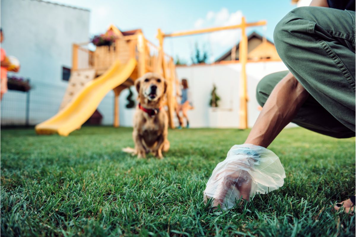 Potty Training Your Puppy: 12 Excellent Tips