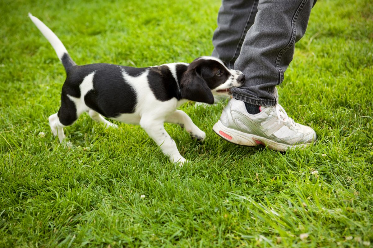 Puppy Biting: See What Is Normal, What Isn’t Normal, And How You Can Curb It
