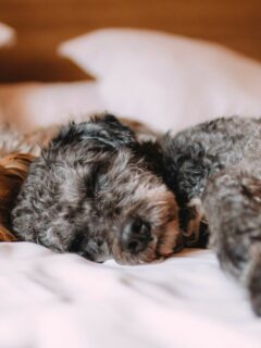 Should You Let Your Puppy Sleep On Your Bed
