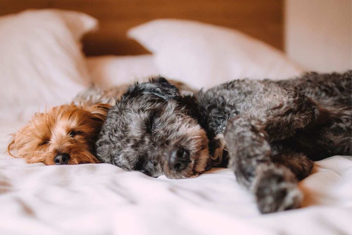 Should You Let Your Puppy Sleep On Your Bed?