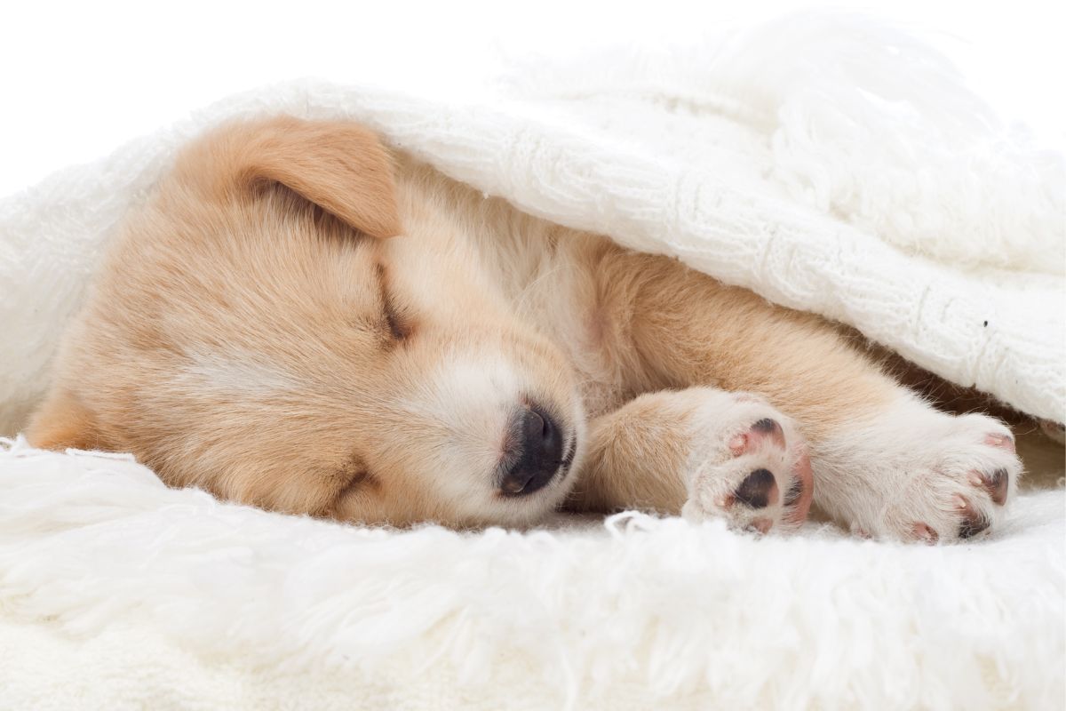 Should You Let Your Puppy Sleep On YourBed