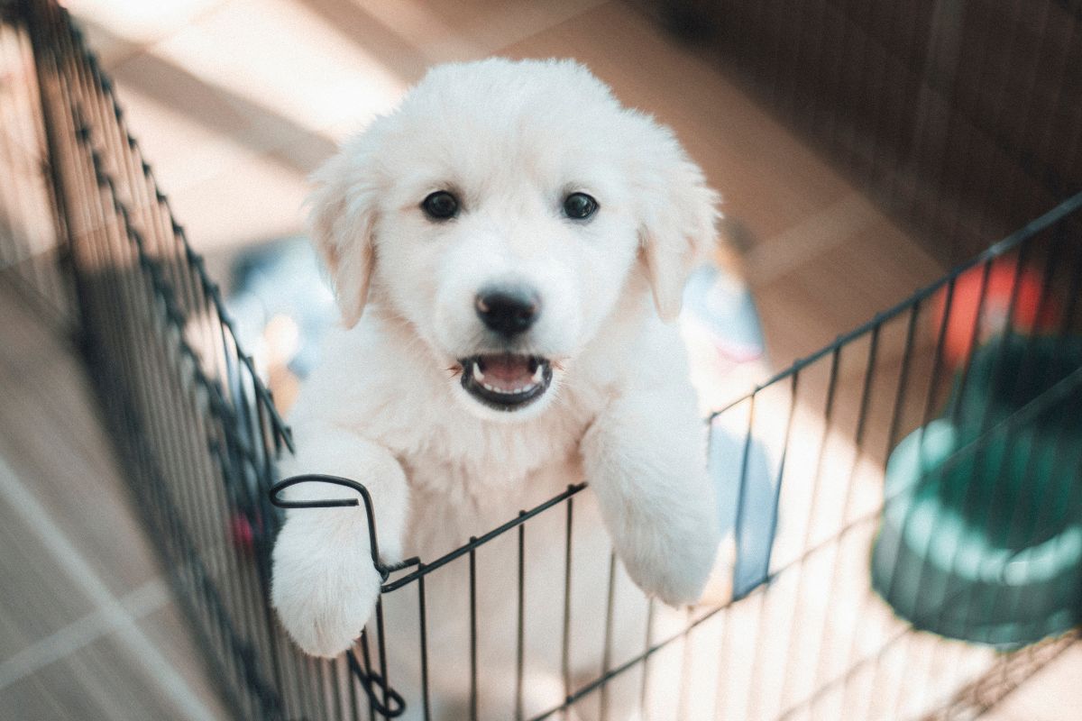 Ways To Potty Train Your Puppy If You Live In An Apartment