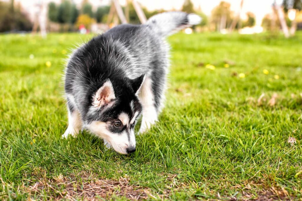 Ways To Stop Your Puppy From Sniffing Everything On Walks