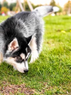 Ways To Stop Your Puppy From Sniffing Everything On Walks