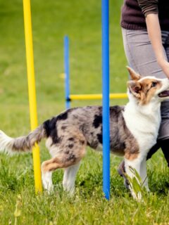 What Is Positive Dog Training - The Ultimate Guide