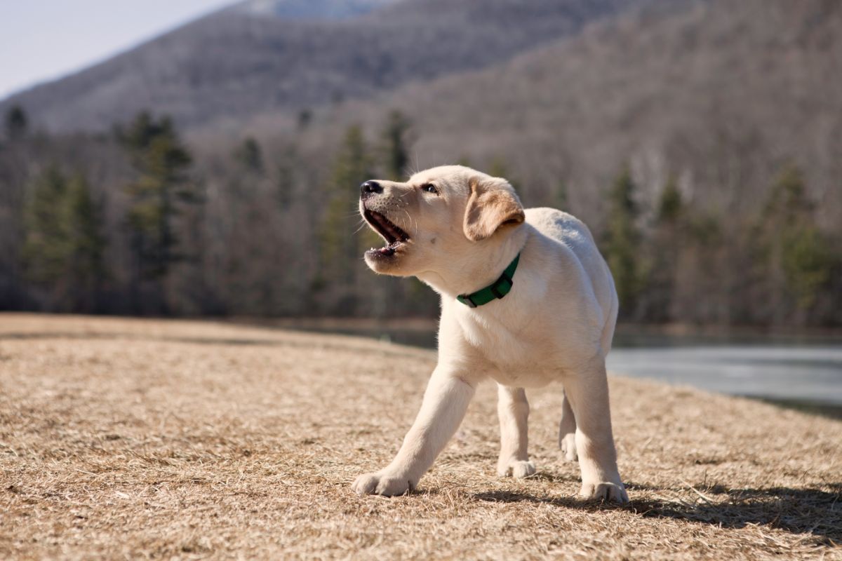 Why Puppies Bark: 8 Effective Strategies To Stop It