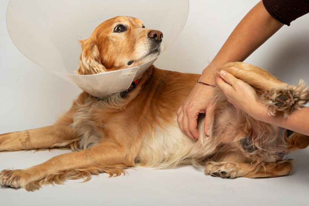 Activities Your Dog Can Do After SpayOrNeuter