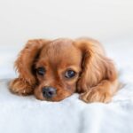 Bringing Home A New Puppy: A Complete Guide To Preparing For Your Furry Friend