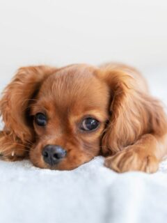 Bringing Home New Puppy: A Complete Guide To Preparing For Your Furry Friend