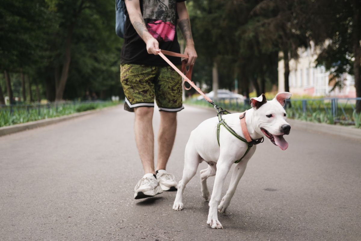 How To Teach Your Dog To Walk On Leash Without Pulling (1)