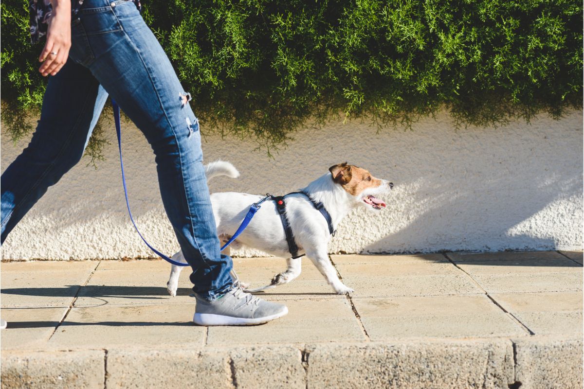 How To Teach Your Dog To Walk On Leash Without Pulling
