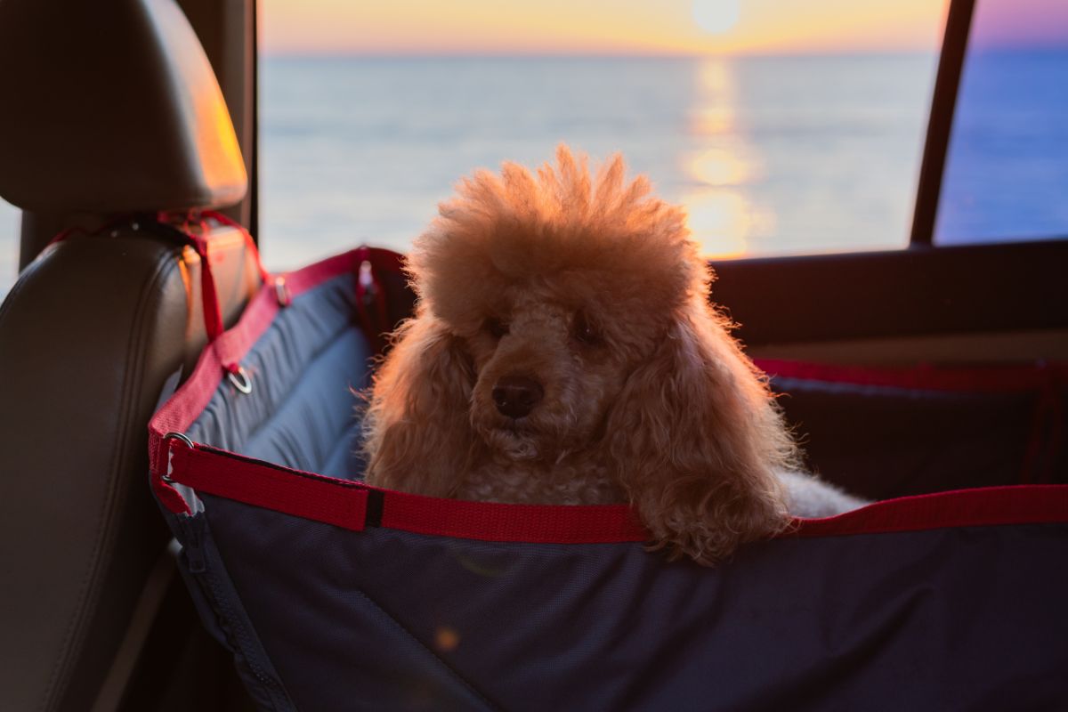 How To Train Your Puppy For Car Rides: Everything You Need To Know