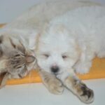How Do You Go About Introducing A New Puppy To A Cat?
