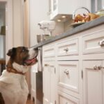 Is Your Puppy Counter Surfing? Find Out How To Stop It!