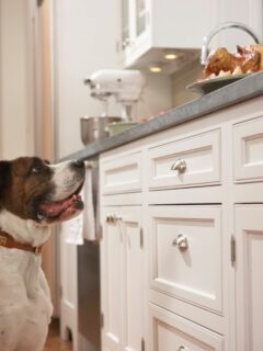 Is Your Puppy Counter Surfing Find Out How To Stop It!