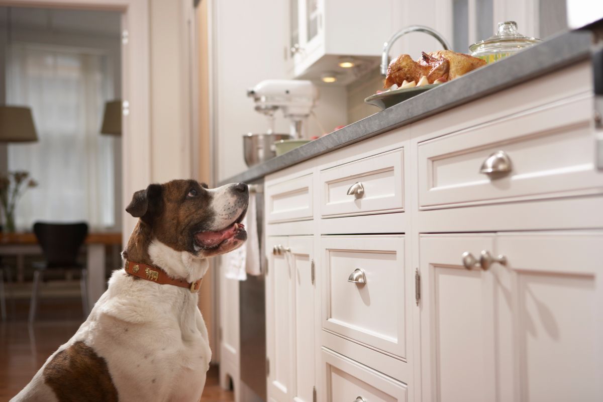 Is Your Puppy Counter Surfing Find Out How To Stop It!
