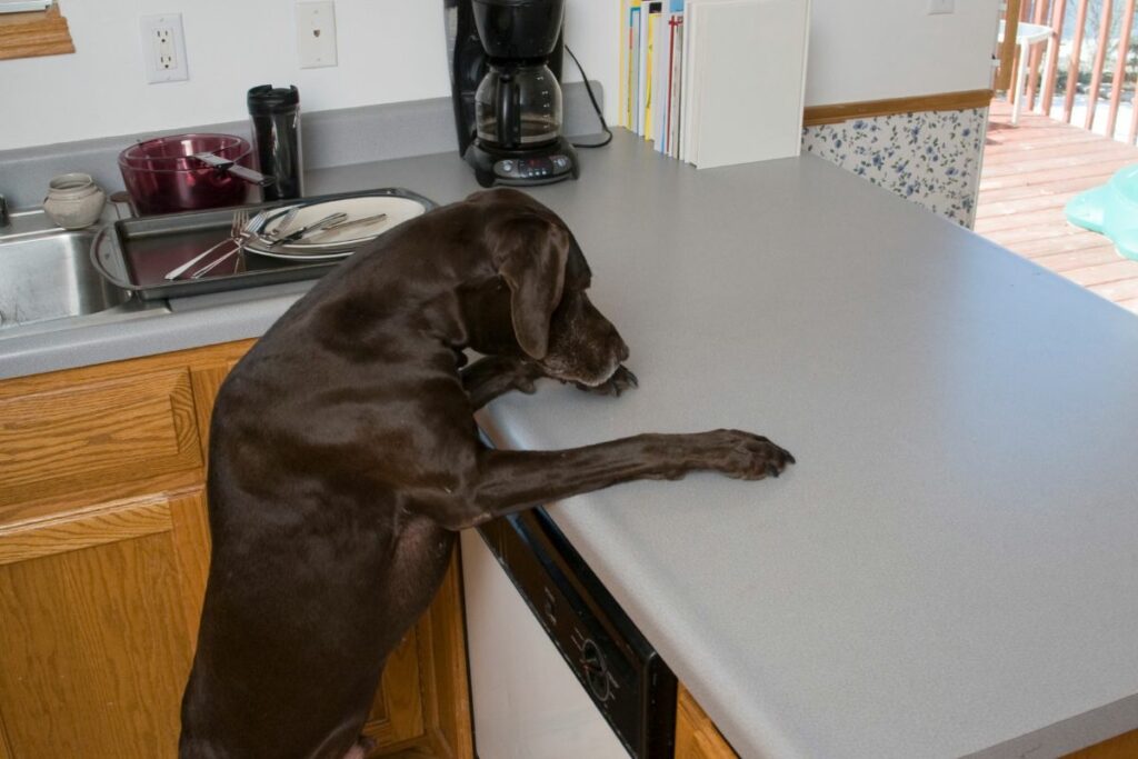 Is Your Puppy Counter Surfing Find Out How To StopIt!