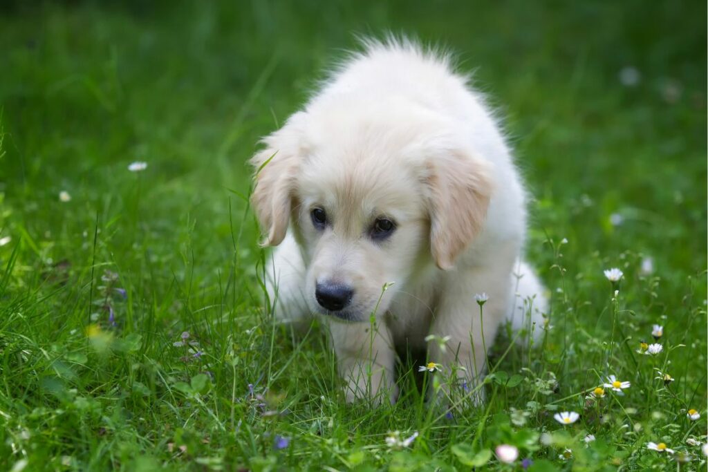 Puppy Potty Schedule