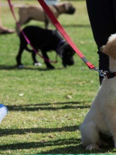 Puppy Training Commands Everything You Need To Know