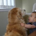 Toddlers And Dogs: Usable Tips And Strategies For Keeping Your Home Safe