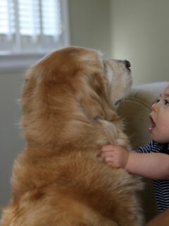 Toddlers And Dogs Usable Tips And Strategies For Keeping Your Home Safe