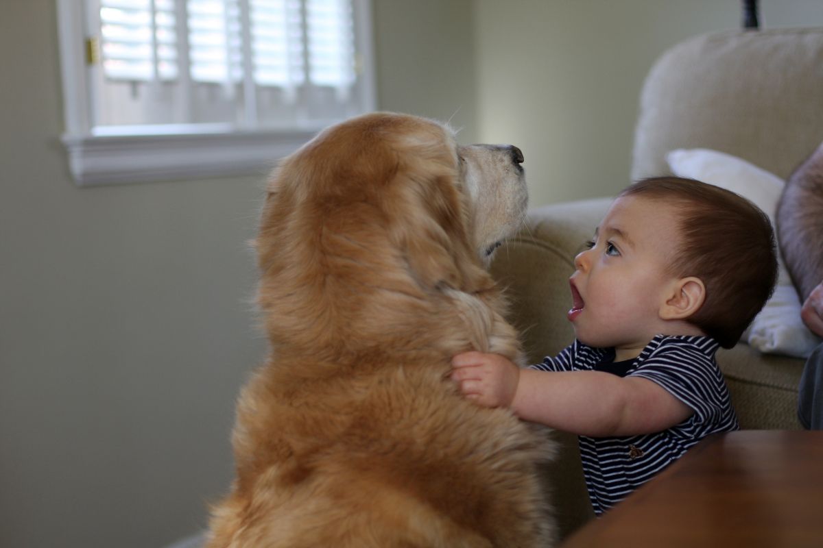 Toddlers And Dogs Usable Tips And Strategies For Keeping Your Home Safe