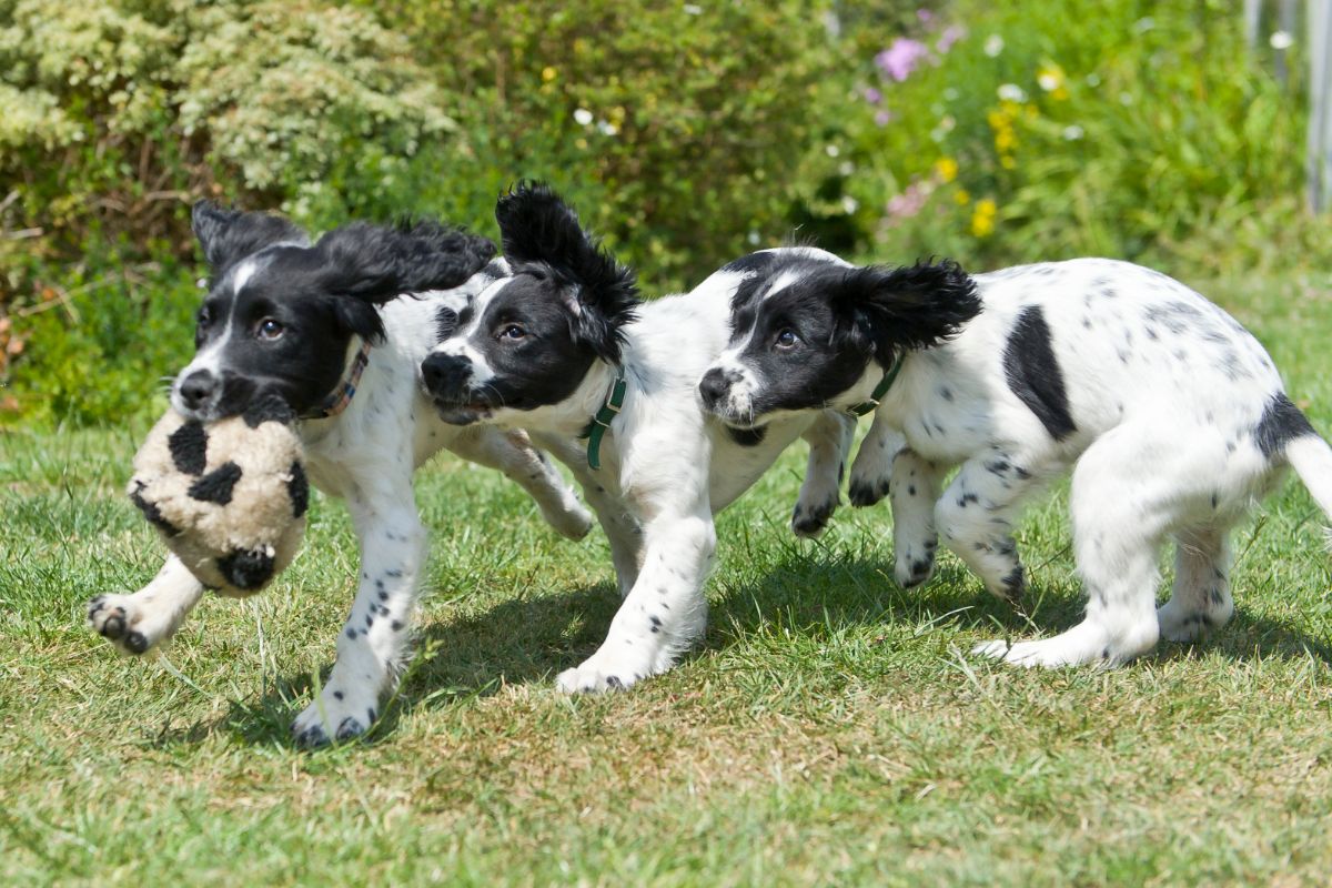 What Is Canine Sibling Rivalry