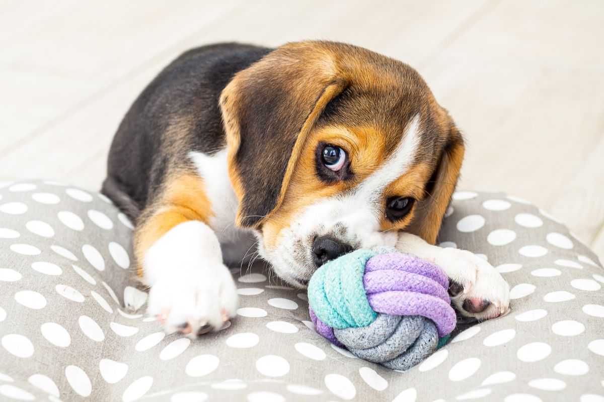 What To Buy For Your New Puppy: Everything You Need To Know
