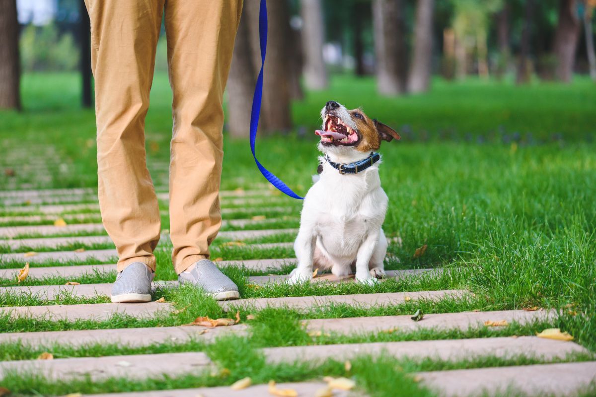 Your Complete Training Guide To Leash Reactivity (1)