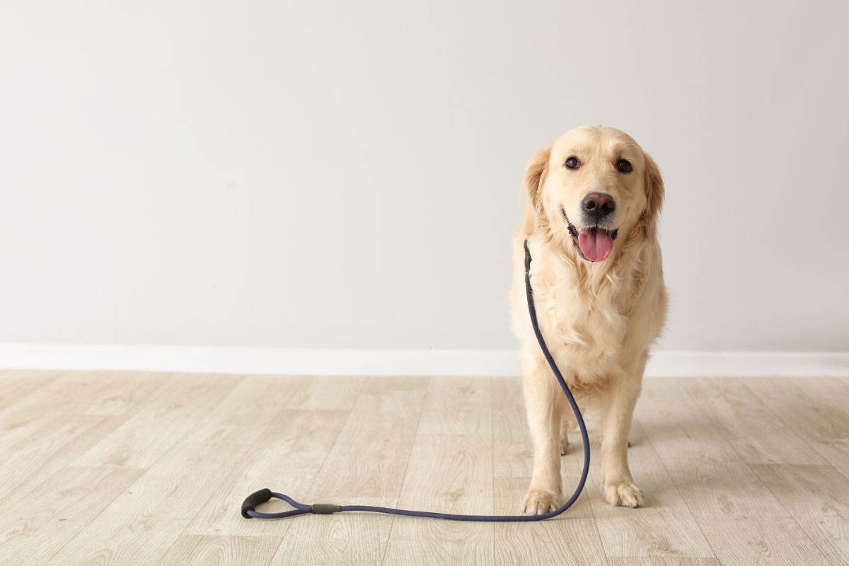 Your Complete Training Guide To Leash Reactivity