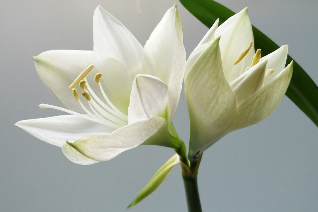 lilies are poisonous to dogs