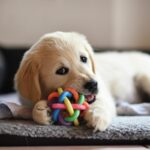 A Pawprint Pets Guide To Puppy Breeds - Golden Retrievers