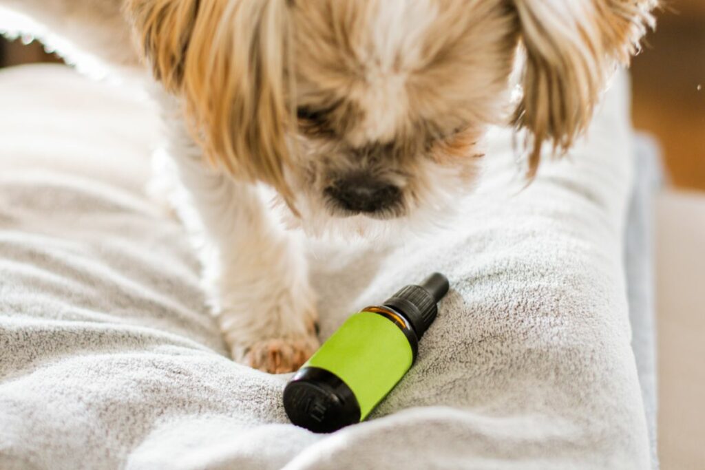 CBD for Dogs With Aggression