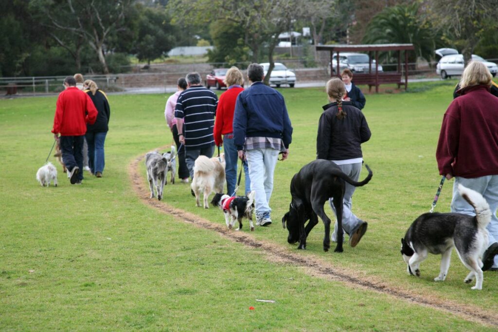 Group Dog Obedience Training