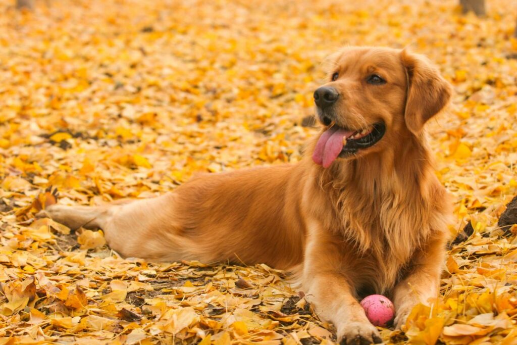 Guide To Puppy Breeds - Golden Retrievers