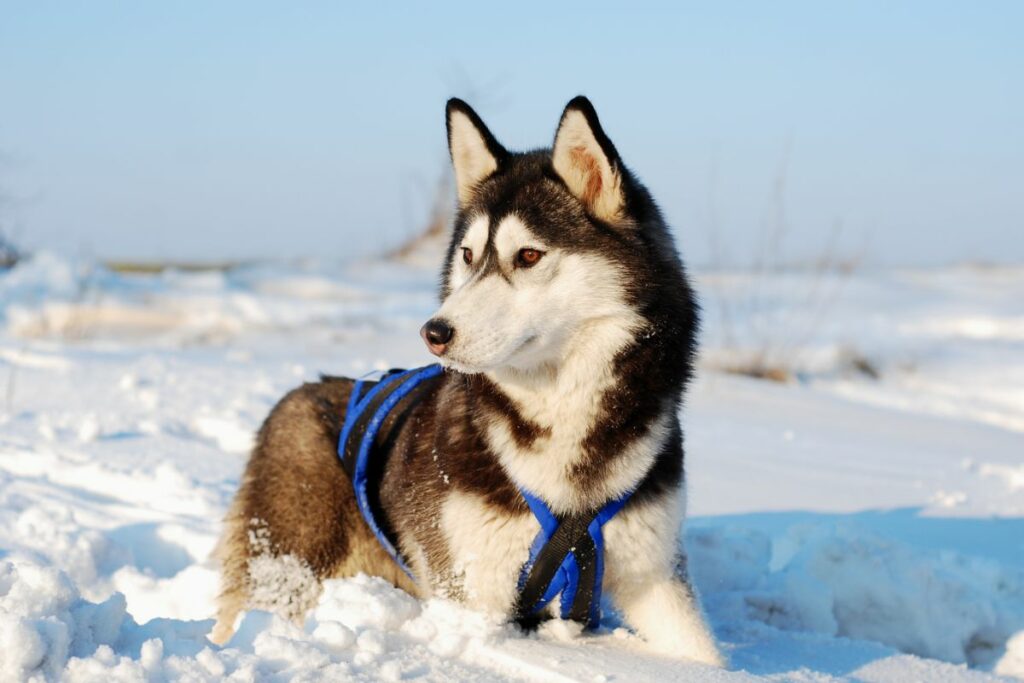 Guide To Puppy Breeds Siberian Husky