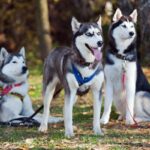 A Pawprint Pets Guide To Puppy Breeds: Siberian Husky
