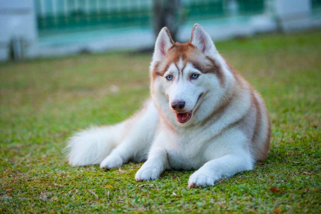 Guide To Puppy Breeds Siberian Husky