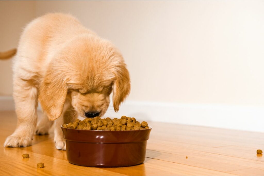 Puppy Feeding Guide for New Owners