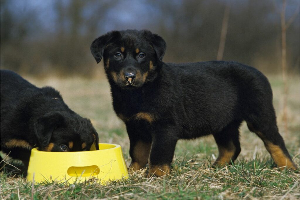 Puppy Feeding Guide for New Owners