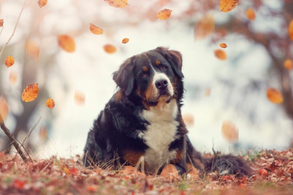 Dogs Like Bernese Mountain Dogs