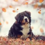 Similar Breeds: A Look At 10 Dogs Like Bernese Mountain Dogs