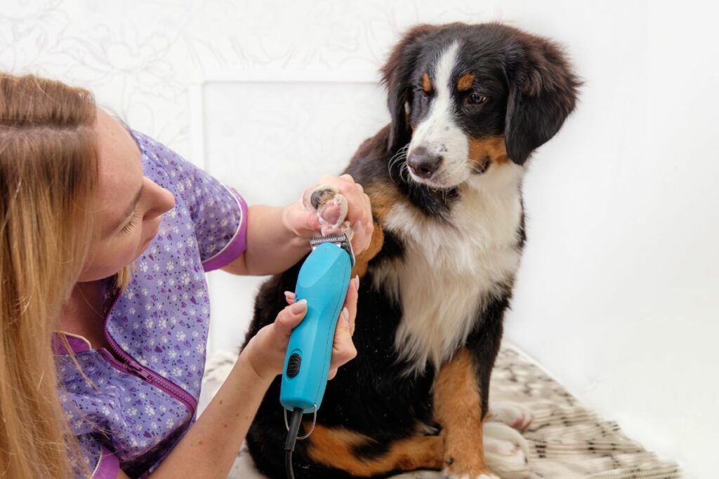 How To Groom Bernese Mountain Dogs